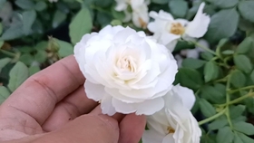41b4106403d66274c95bf96cb9eed32dba85e7e2.jpg@280w_158h_1c_100q.jpg