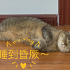 睡到翻白眼