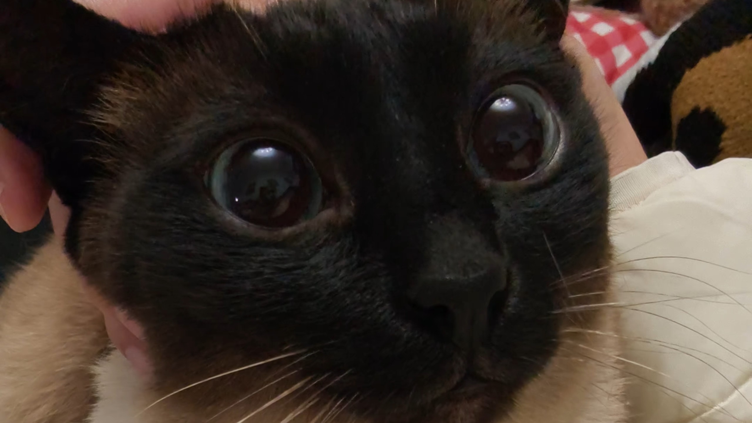 糊猫将拥有数不尽的毛毡小鱼