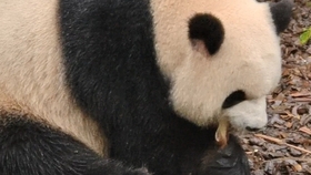 41e960f6a60dc53ca71239ab6e161ddffe87caf3.jpg@280w_158h_1c_100q.jpg