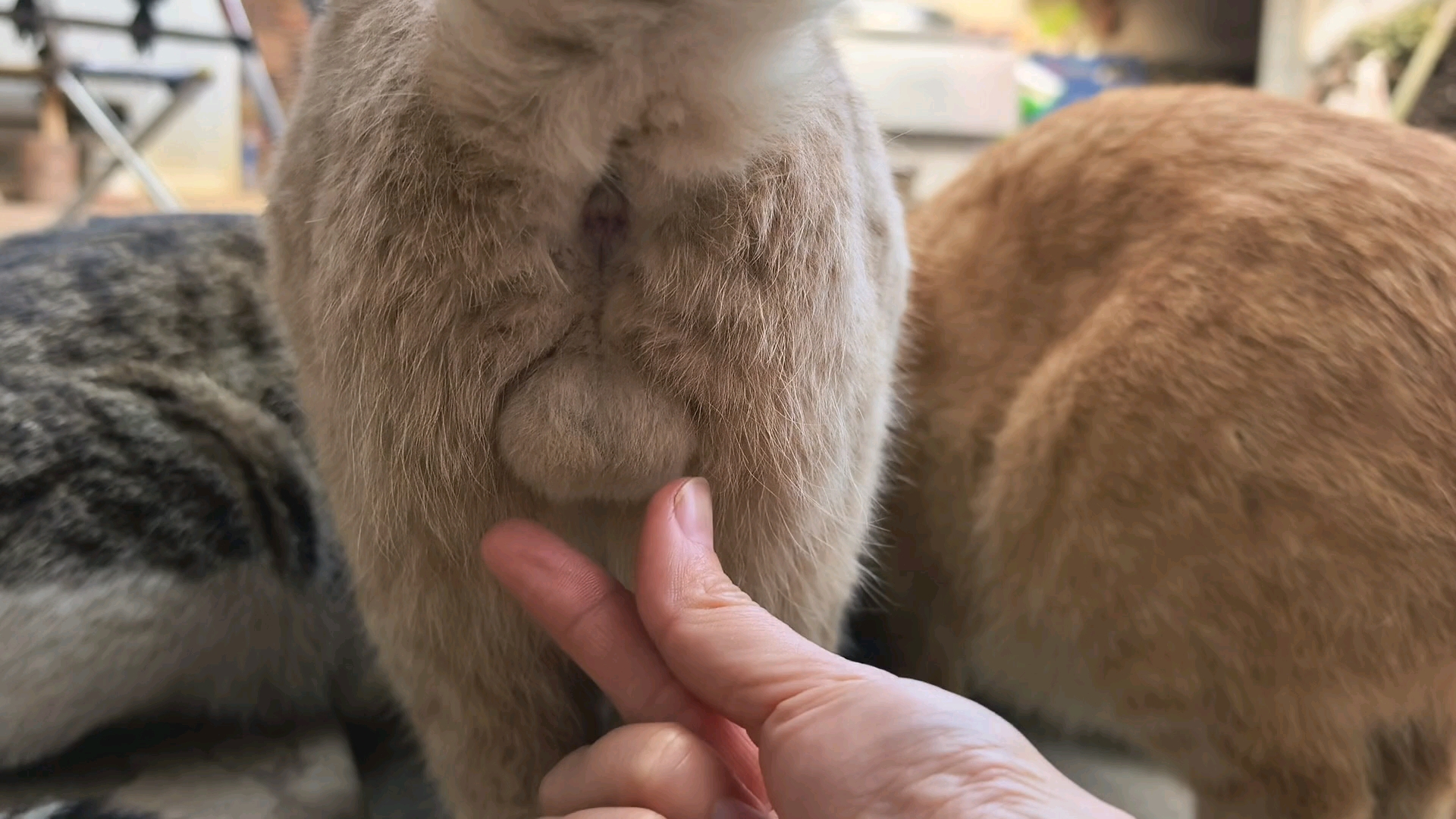猫:没有边界感的人类 你很烦欸