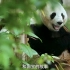 【宣传片】2022版熊猫贵金属纪念币