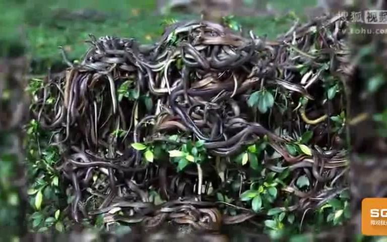 海中恐怖蛇岛，有1000000只蛇，这座岛上还有居民！[高清版]