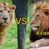 对比介绍非洲狮与亚洲狮的有什么不同之处