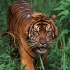 在森林里 一只雌性苏门答腊虎带了一窝幼崽出巡
