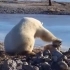 北极熊爱护小狗