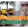 沙特王子公主们的土豪生活上集[沙特阿拉伯系列