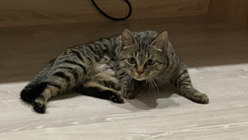 嘶嘶嘶的声音像什么 4251bc917c13cbe533ef404e64b54a0e6839b771.jpg@280w_158h_1c_100q.jpg