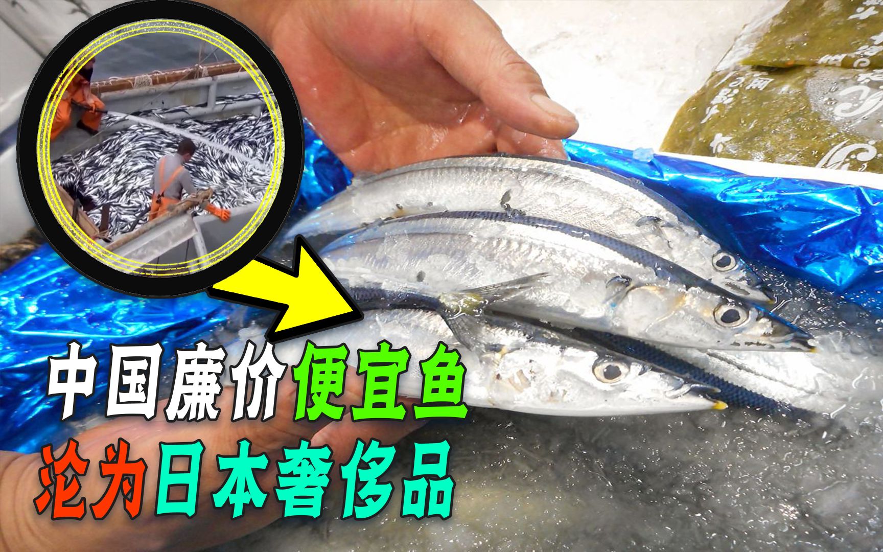 夜市里的秋刀鱼，日本过度捕捞后“吃不起”！还敢“甩锅”中国？