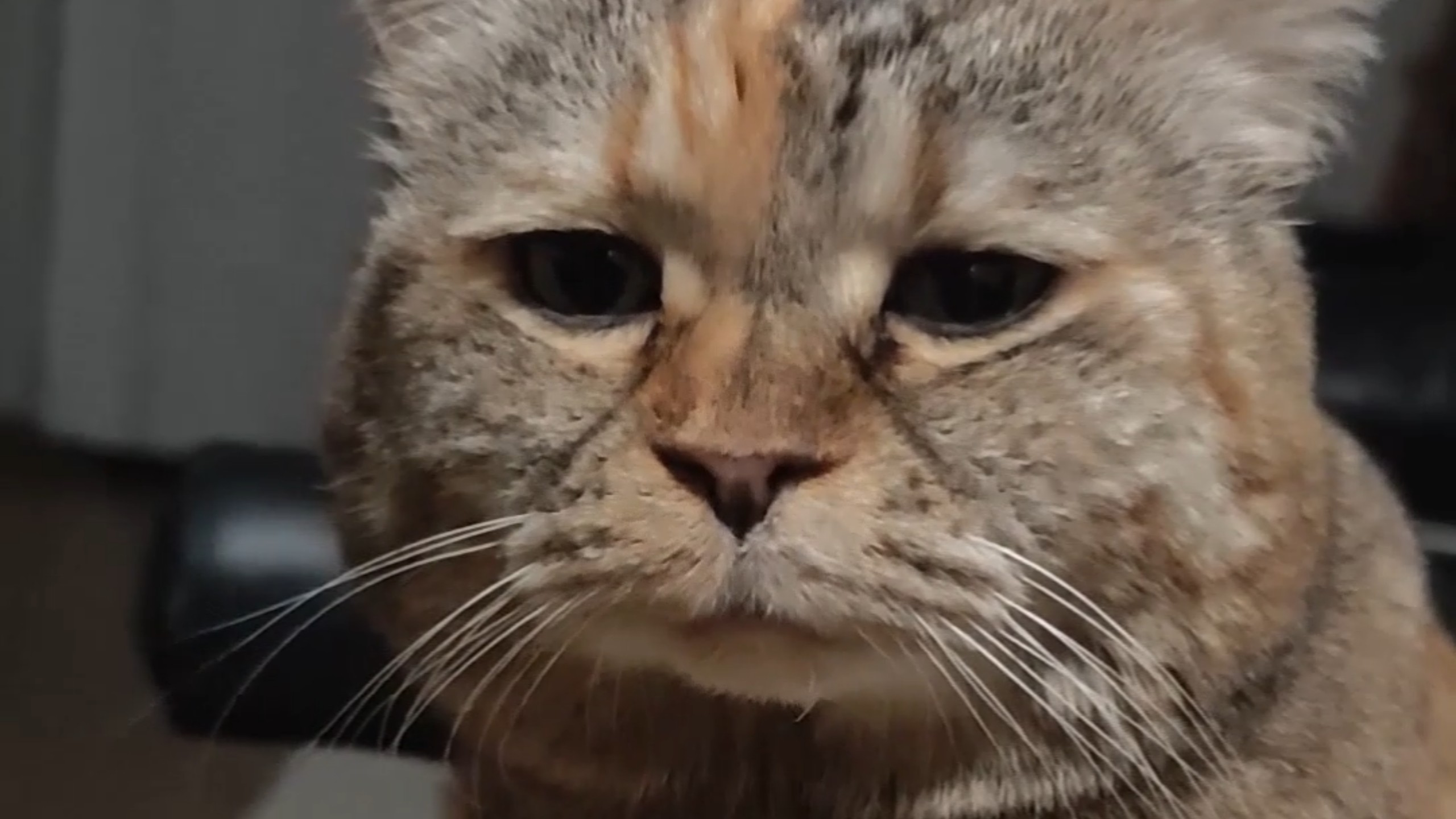 闻者落泪！猫猫版《陈情表》
