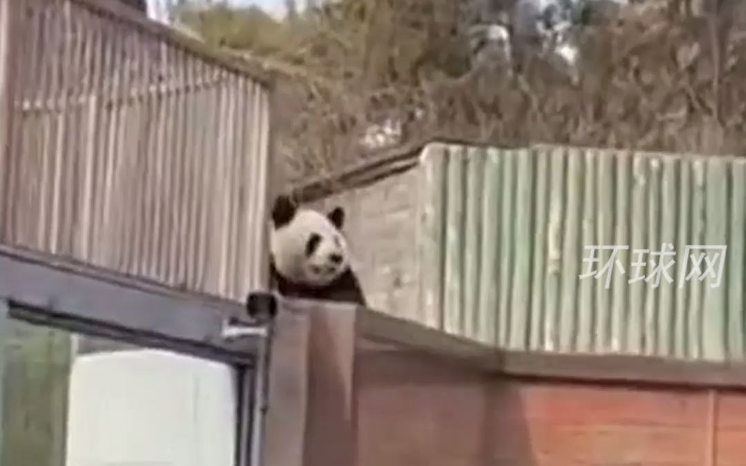 北京动物园大熊猫萌兰越狱，园方：已带回，将改造运动场，冒险之旅仅此一次