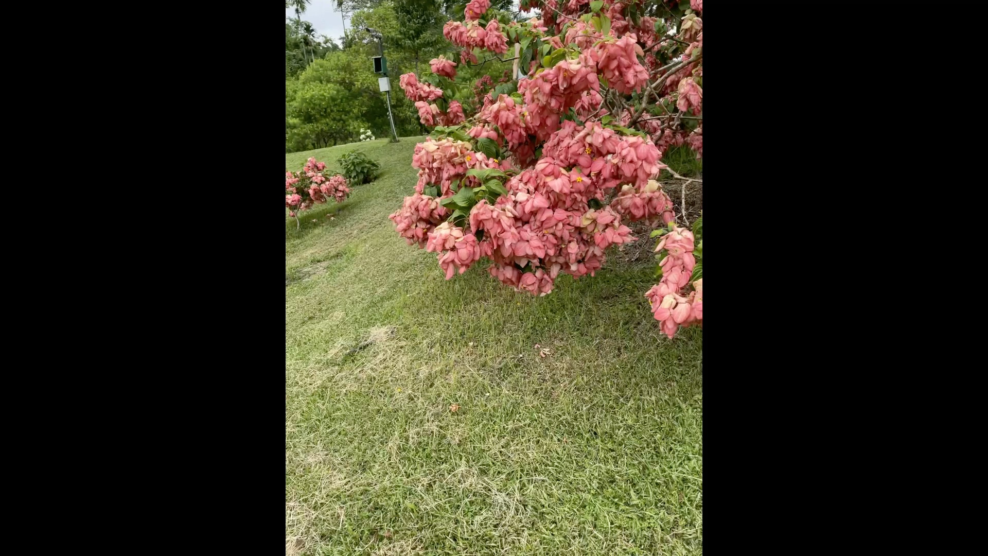 中科院植物园花卉园哔哩哔哩bilibili