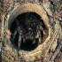 【野外观察】俄罗斯南部的巨型穴居狼蛛，真的太帅了