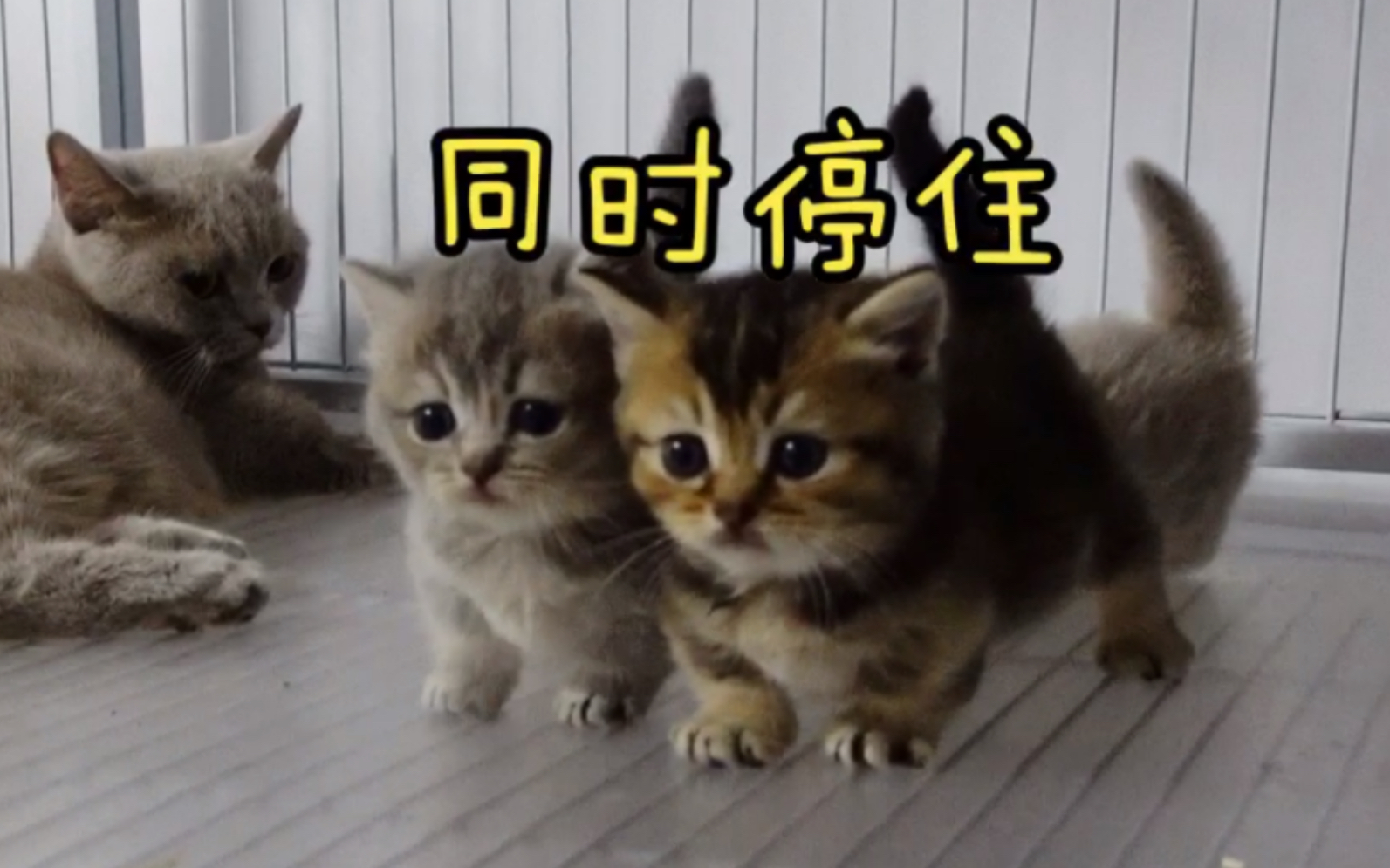小奶猫：这女人，好恐怖！_哔哩哔哩_bilibili