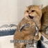 为什么小猫咪都不爱洗澡