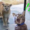 不要笑挑战    萌宠搞笑视频狗狗猫猫宠物搞笑沙雕视频