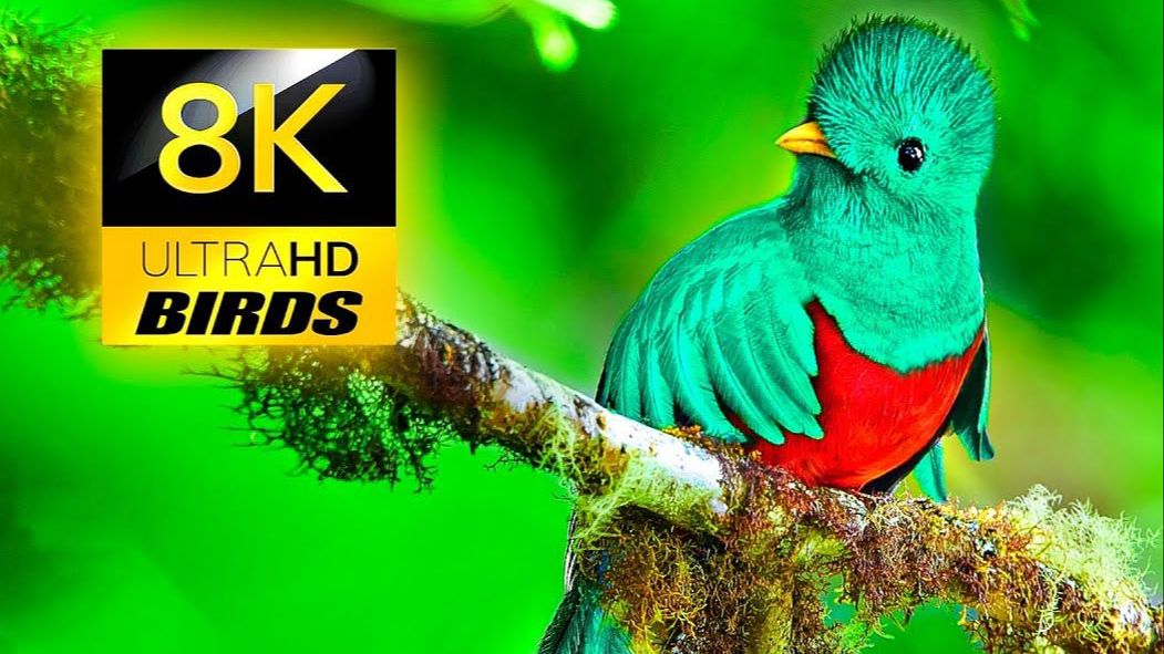 8K 超高清世界各地的野生鸟类 _ 8K 电视 Wild Birds from the World in 8K ULTRA HD _ 8K TV