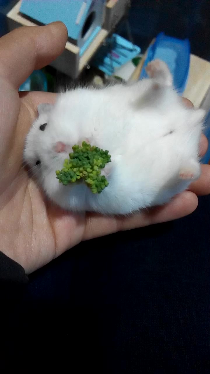 年糕的日常小仓鼠躺手