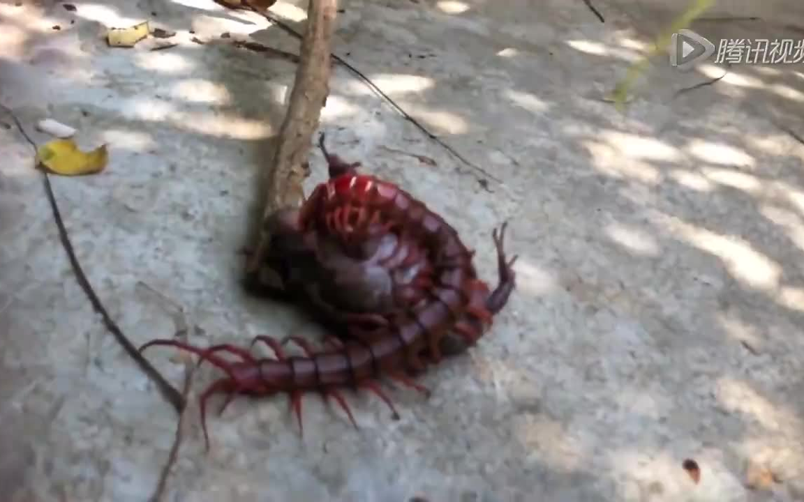 这条蜈蚣居然单吃了青蛙,看看战斗过程