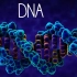［高中生物动画演示-中文配音版］DNA的结构