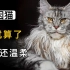 缅因猫：从近乎灭绝，到风靡世界只用了35年