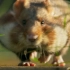 【BBC】你见过这么可爱的仓鼠吗？