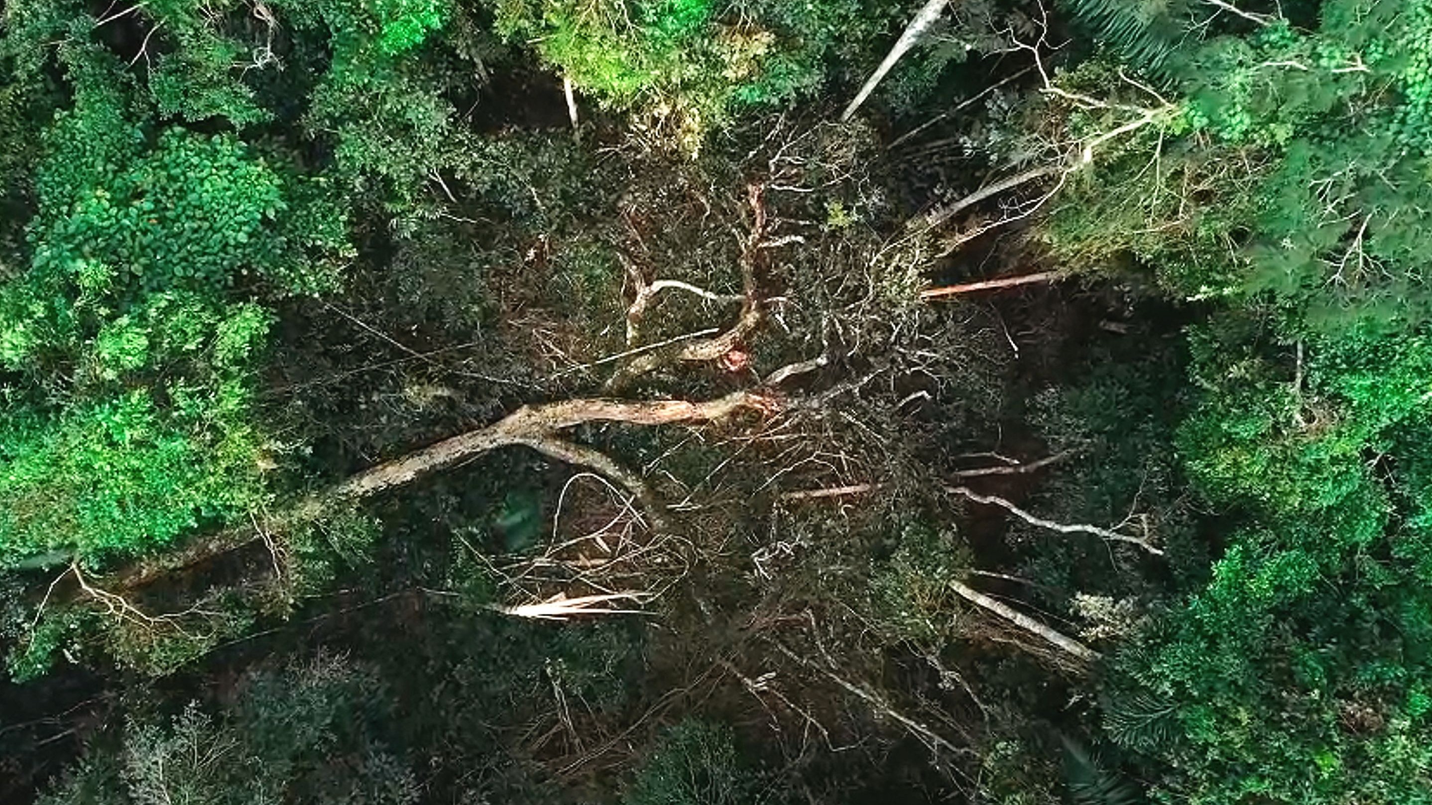 《 光 的 裂 隙 》一棵参天古木的倒下，成为万物重启的起点