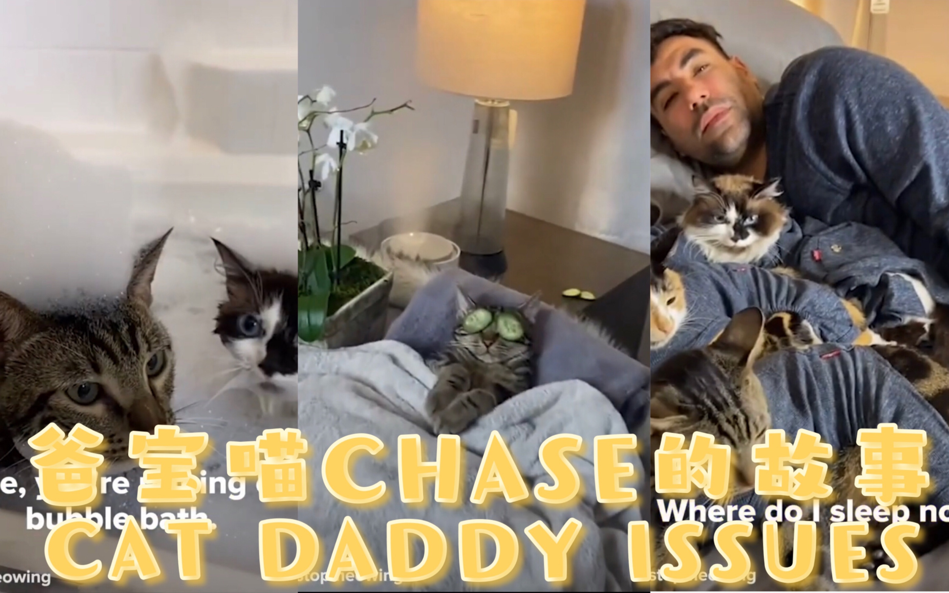 【中字自制】爸宝喵CHASE的故事 #1 爸爸和猫猫们一起做SPA