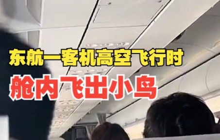 【东航一客机高空飞行时舱内飞出小鸟】资深机长：不会对飞行安全造成影响