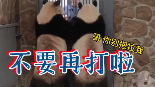 你们不要再打啦