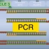 PCR扩增