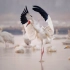 极危物种白鹤种群数量得到有效恢复，鄱阳湖再现“鹤鸣九皋，声闻于天”