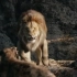 狮王木法沙保护儿子狂虐鬣狗群。