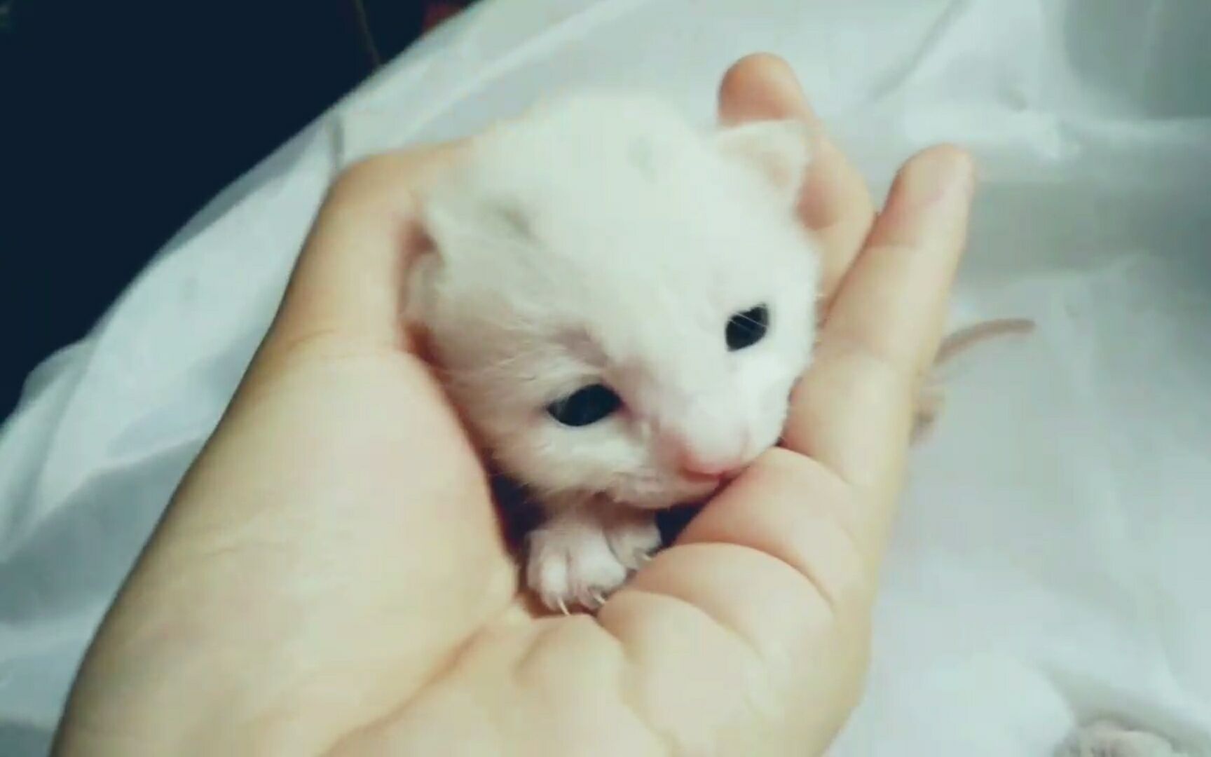 【小奶猫】偷猫部队:我有一个大胆的想法……哔哩哔哩bilibili