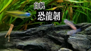 434e5d8e0d41a0367fceac7cbb6752e36cfec4f0.jpg@310w_174h_1c_100q.jpg