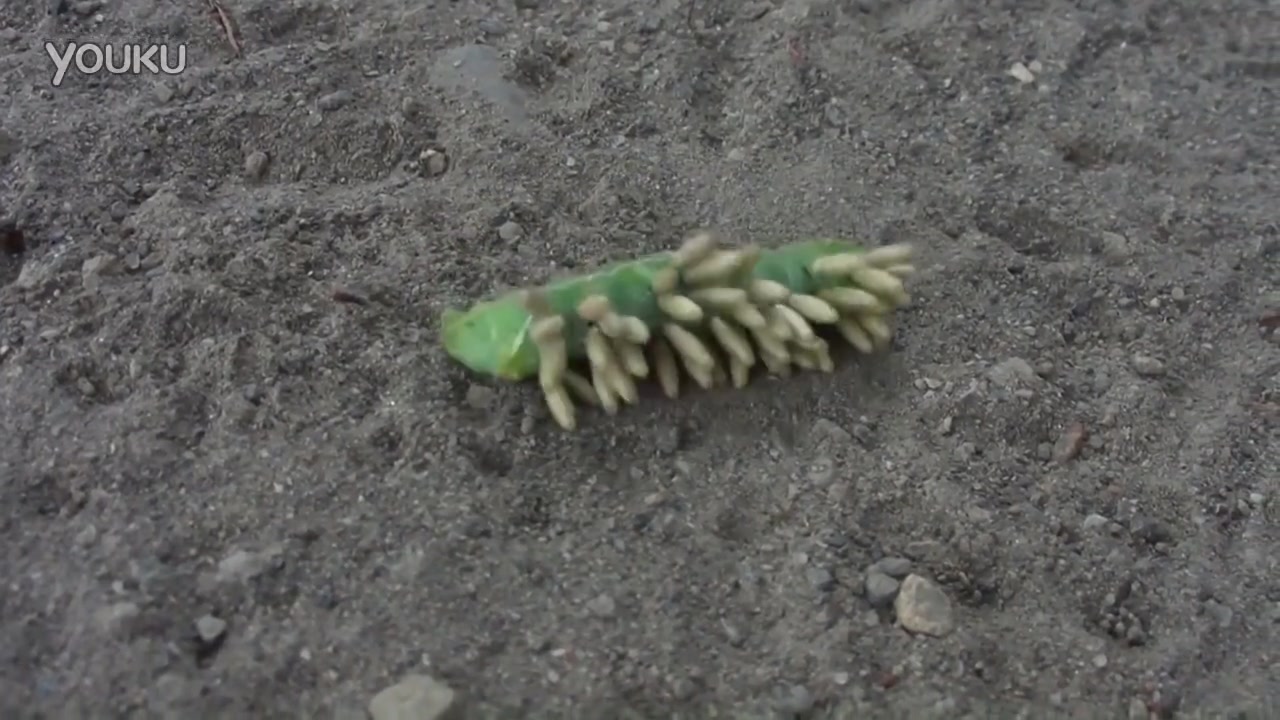 毛毛虫身上密密麻麻的寄生虫