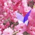 折一只超美的蝴蝶，让它落在春天盛开的花上！