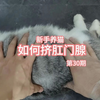 ❤️新手养猫,如何挤肛门腺