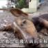 垂死的狗狗躺在街边，救援人员发现时它虽然已奄奄一息，但仍用力的摇着尾巴~幸运获救