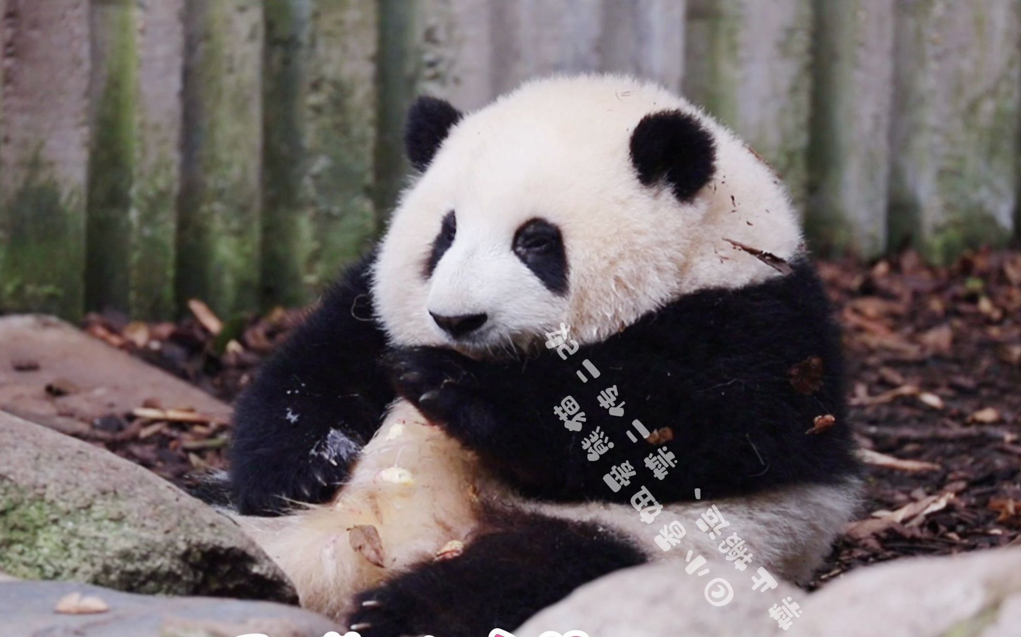 更多了解、更好爱护探访全国多个大熊猫基地_四川在线