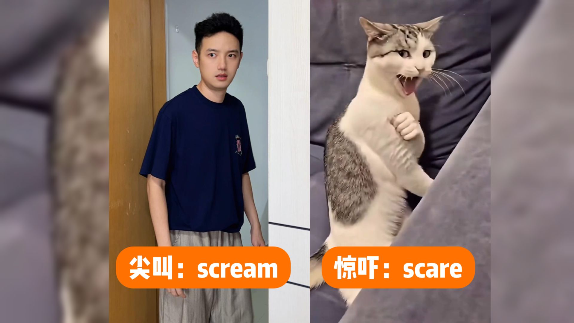 当我想去拉伸我的猫时