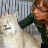 女主人给猞猁想做大保健