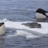 {南极洲} 虎鲸群制造浪涌捕猎海豹
