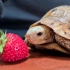 乌龟是怎么吃草莓的，一口一口咬得津津有味，声音还挺好听~