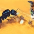 【俄国奶油秀】【中俄双语】震惊！战斗民族养蚂蚁！
