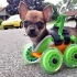 3D打印有什么用？美国大妈为残疾狗装2条假腿，跑起来感动很多人