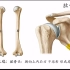 维萨里解剖——肱骨，原来这个区域最容易骨折！