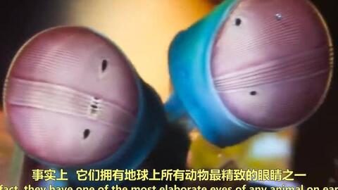 蓝色血液的人类是真的吗 440be6be9b1912ad91adfeef4043e8451589207a.jpg@480w_270h_1c