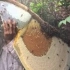 【柬埔寨】如何收获鲜美的蜂蜜