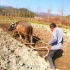 越南博主：农村老手艺，牛耕地，在中国会干这活的人不多了，你见过吗
